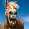 Will work for horse's profile picture