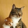 แมวน้อย ในปากหมา...●⁠ᴥ⁠● profil fotoğrafı