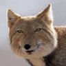 トシジャパン profil fotoğrafı