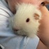 Piggy Stardust 的头像