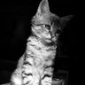 DJ ScratcherZ's profile picture