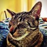 Profilbild von junglefunk