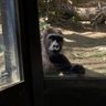 Profilbild von 🦍ごりら🦍マミー