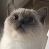 Cats profil fotoğrafı