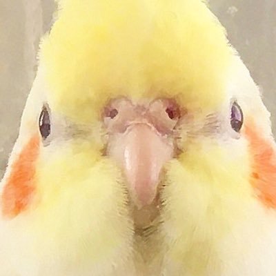 lemotanne's profile picture