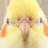 Lemotan profil fotoğrafı