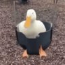 vaporduck's profile picture