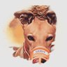SuperfastDog 🐕💨💨💨💨's profile picture