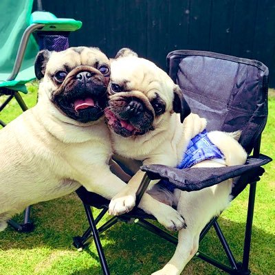 古民家パグ もずく&とうふ's profile picture