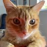 Laura Michel profil fotoğrafı