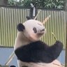 パンダミルク🐼 profil fotoğrafı