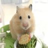 Profilbild von こちゃハム🐹