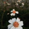 Flower's profile picture