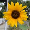 Beth Hill-Skinner's profile picture