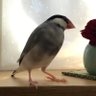 583系パン下's profile picture
