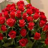ورد الجوري🌹's profile picture
