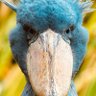 Vogel 🦅 的头像