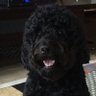 Doodledude's profile picture