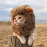 Фото профиля Bad Kitty 3.0 😡