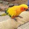 YellowBird 的头像