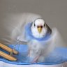 Profilbild von Budgie Mom (Ketchup Chip Canadian) 🇨🇦