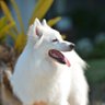 Darkstar_Mak's profile picture