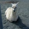 なつ profil fotoğrafı