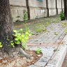 洋芋蛋 profil fotoğrafı