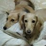runaeryのママさん profil fotoğrafı