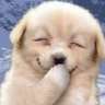 Profilbild von まるおくん