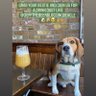Jeffthebeerbloggingbeagle 的头像