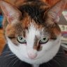 ほぴ猫's profile picture