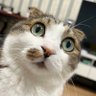 Profilbild von Snowpineapple