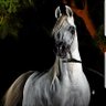 Фото профиля مرزوق الشمري