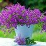 Фото профиля ♤راعي الوفاء♤