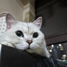 アホン's profile picture