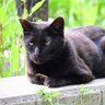 野良猫愛好家's profile picture