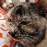 Фото профиля ゆうりん😺😺🐈🐈🐈⬛🐈