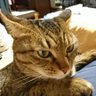 samechan13 的头像