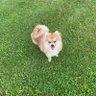 PomMom 的头像