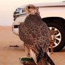 Profilbild von فيصل بن زايد العتيبي