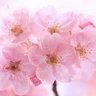 Фото профиля 花見月🥀🌙（♥️ྀི/👑🧬🌟）❦ 💭💧🐁
