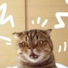 BEΔRBEΔR's profile picture