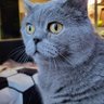 Profilbild von Ingwar