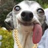 ShotmyPaw 的头像
