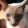 Former and Future Cat Dad w no more Fs to Give profil fotoğrafı