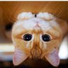 Profilbild von 貓仔看世界