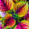 Фото профиля ShimmeryPurpleUnicorn