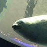 Фото профиля ふしゅー