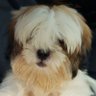 Shihtzu's profile picture